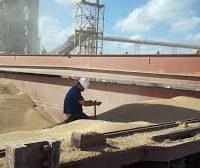 Grains inspection